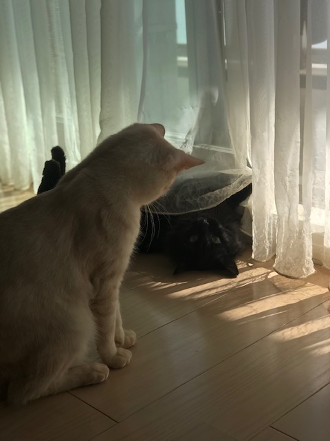 f:id:mahaashi:20201001231710j:plain