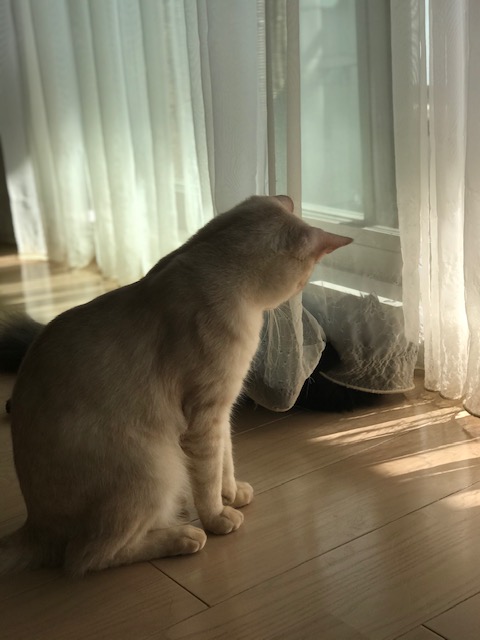 f:id:mahaashi:20201001231738j:plain