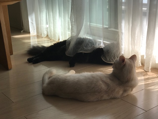 f:id:mahaashi:20201001231926j:plain