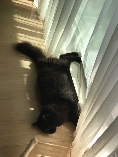 f:id:mahaashi:20201001232606j:plain