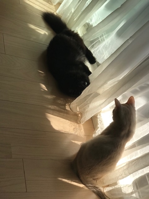 f:id:mahaashi:20201001232829j:plain