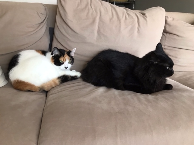 f:id:mahaashi:20201212234204j:plain