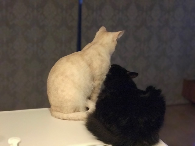 f:id:mahaashi:20201213190600j:plain