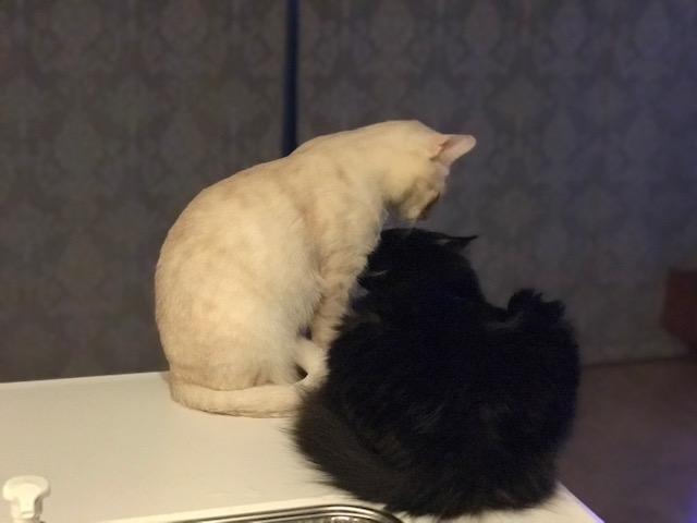 f:id:mahaashi:20201213190717j:plain