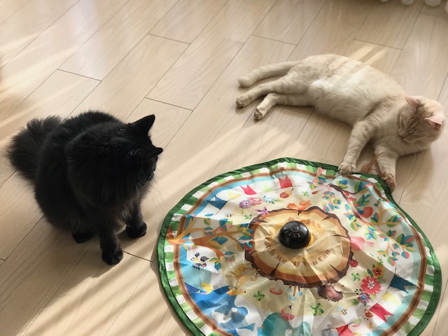 f:id:mahaashi:20210109234128j:plain