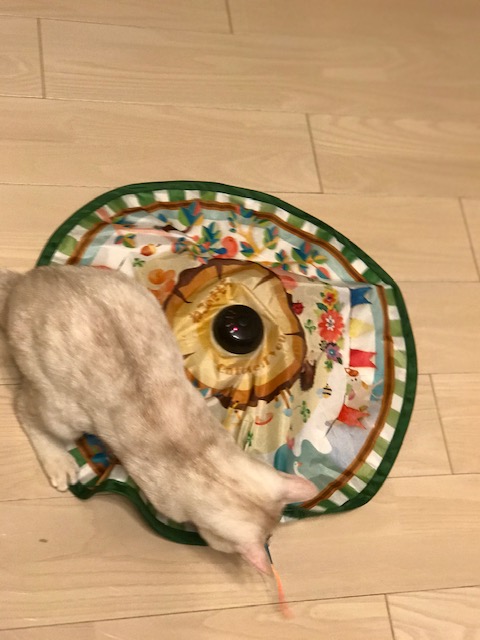 f:id:mahaashi:20210110111000j:plain