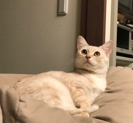 f:id:mahaashi:20210110113600j:plain