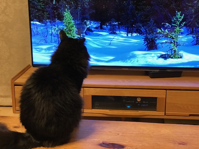 f:id:mahaashi:20210118234808j:plain