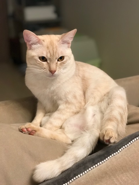 f:id:mahaashi:20210125235110j:plain