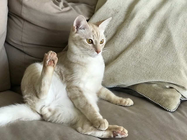 f:id:mahaashi:20210125235612j:plain