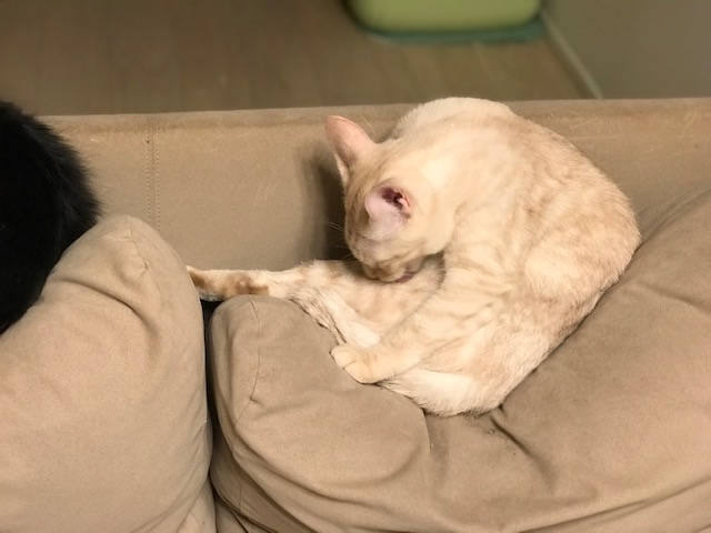 f:id:mahaashi:20210126003200j:plain