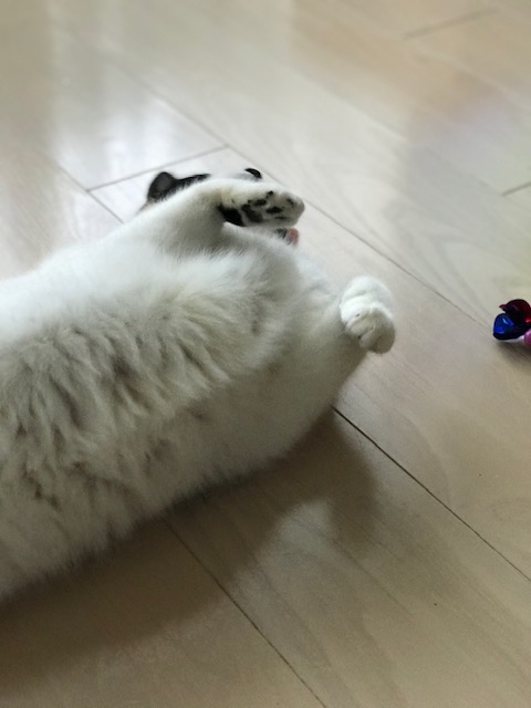 f:id:mahaashi:20210322234039j:plain