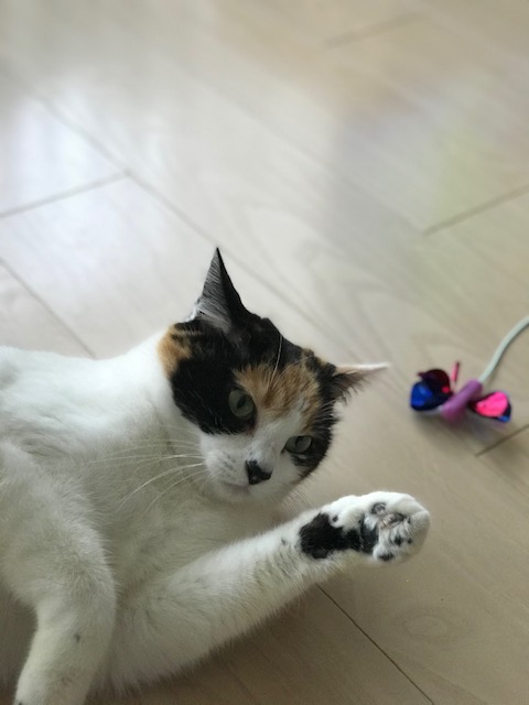 f:id:mahaashi:20210322234150j:plain