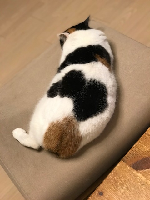 f:id:mahaashi:20210329002404j:plain