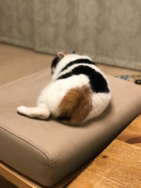 f:id:mahaashi:20210329003524j:plain