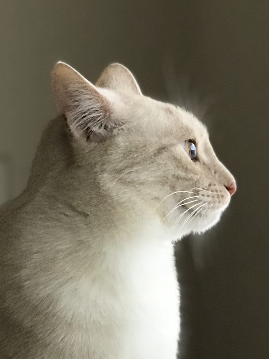 f:id:mahaashi:20210411235313j:plain