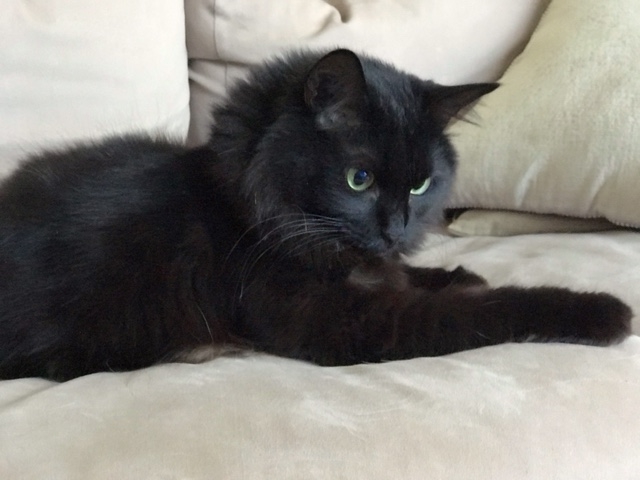 f:id:mahaashi:20210411235358j:plain