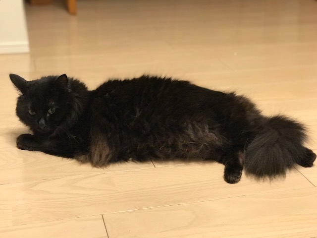 f:id:mahaashi:20210413222858j:plain