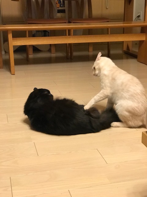 f:id:mahaashi:20210413230147j:plain