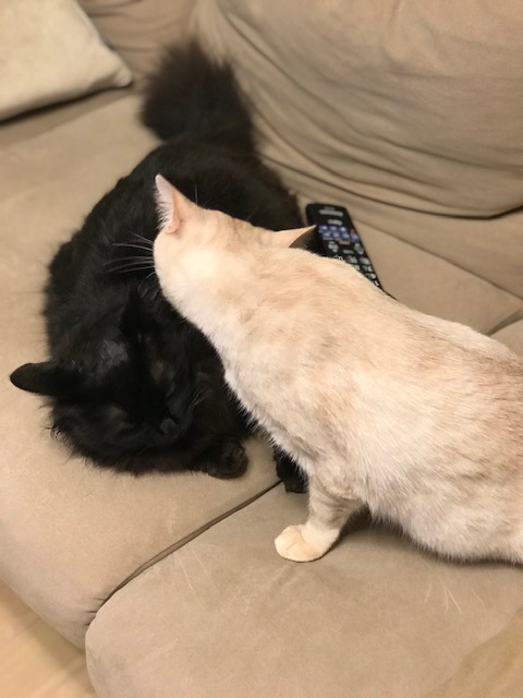 f:id:mahaashi:20210424001640j:plain