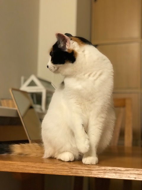 f:id:mahaashi:20210424001750j:plain