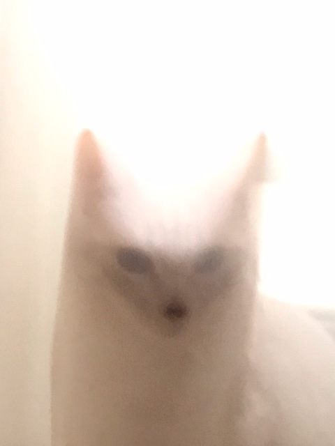 f:id:mahaashi:20210510235301j:plain