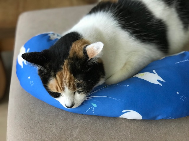 f:id:mahaashi:20210516232203j:plain