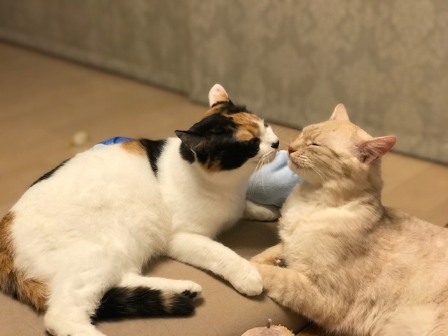 f:id:mahaashi:20210528002005j:plain