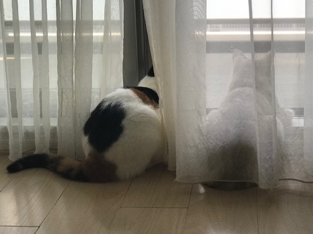 f:id:mahaashi:20210610233015j:plain