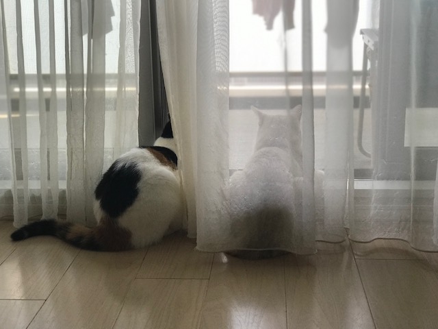 f:id:mahaashi:20210610233111j:plain