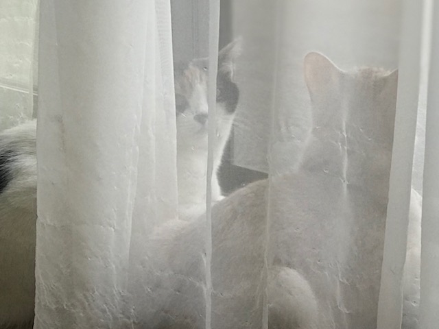 f:id:mahaashi:20210610233313j:plain