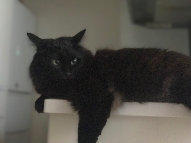 f:id:mahaashi:20210617001744j:plain