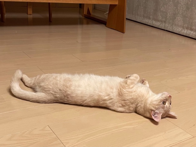 f:id:mahaashi:20210725235201j:plain