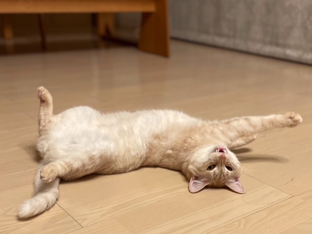 f:id:mahaashi:20210725235629j:plain