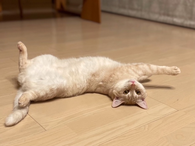 f:id:mahaashi:20210725235710j:plain