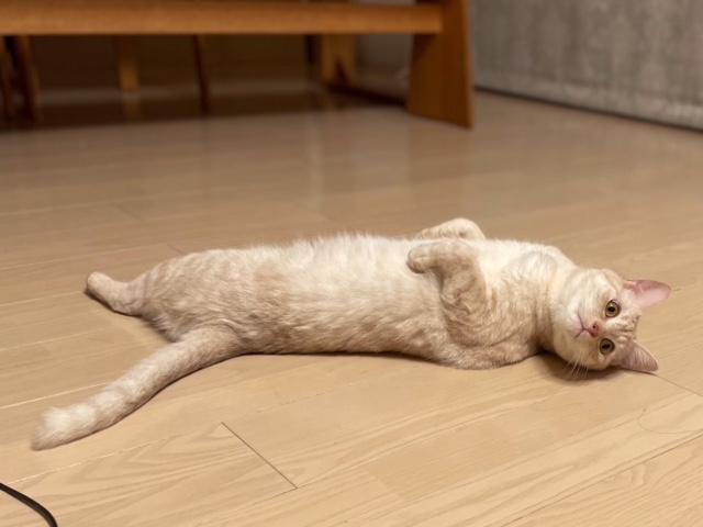 f:id:mahaashi:20210725235831j:plain