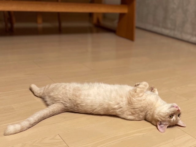 f:id:mahaashi:20210725235909j:plain