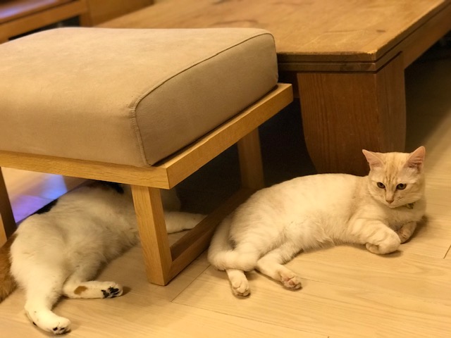 f:id:mahaashi:20210926233914j:plain