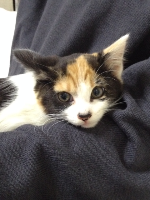 f:id:mahaashi:20210930175857j:plain