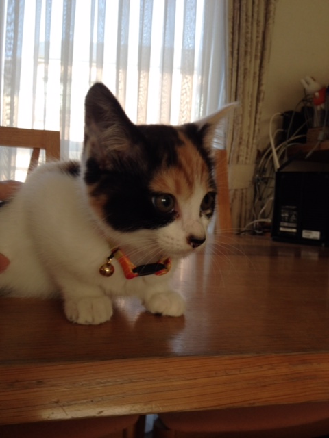 f:id:mahaashi:20210930180523j:plain