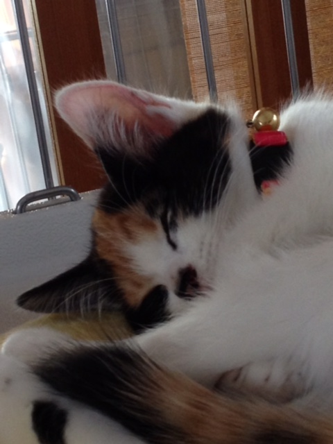 f:id:mahaashi:20210930180638j:plain