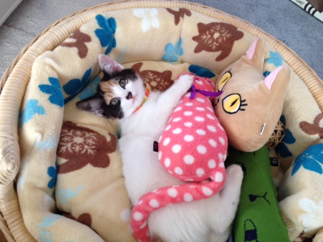 f:id:mahaashi:20210930223900j:plain