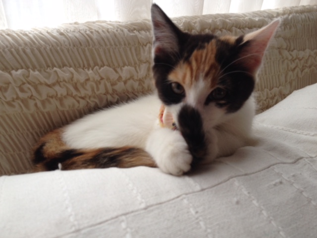 f:id:mahaashi:20210930224137j:plain