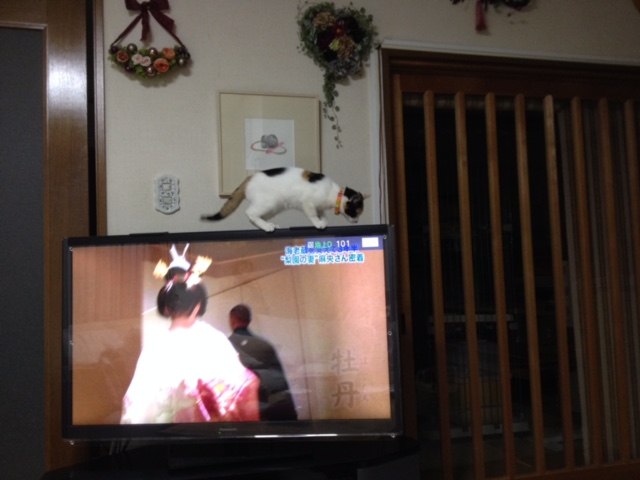 f:id:mahaashi:20210930224514j:plain