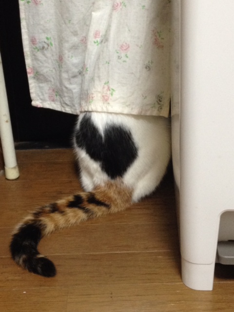 f:id:mahaashi:20210930224928j:plain