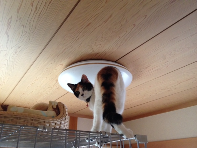 f:id:mahaashi:20210930225302j:plain