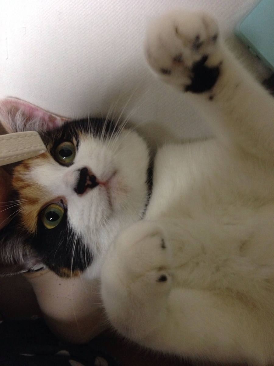 f:id:mahaashi:20210930225451j:plain