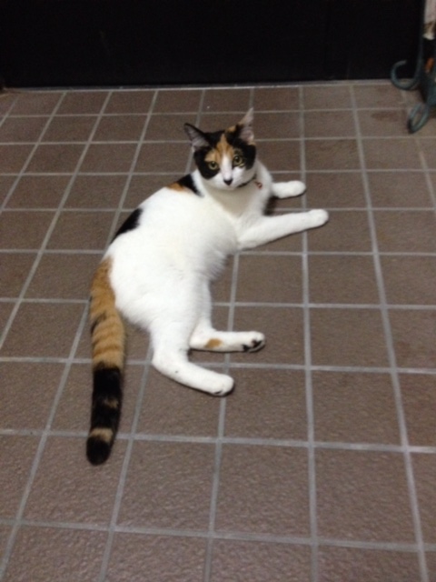 f:id:mahaashi:20210930225602j:plain