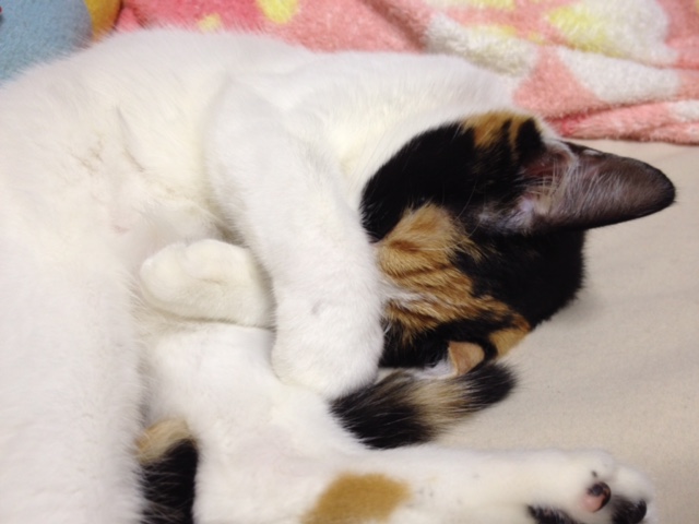 f:id:mahaashi:20210930225857j:plain