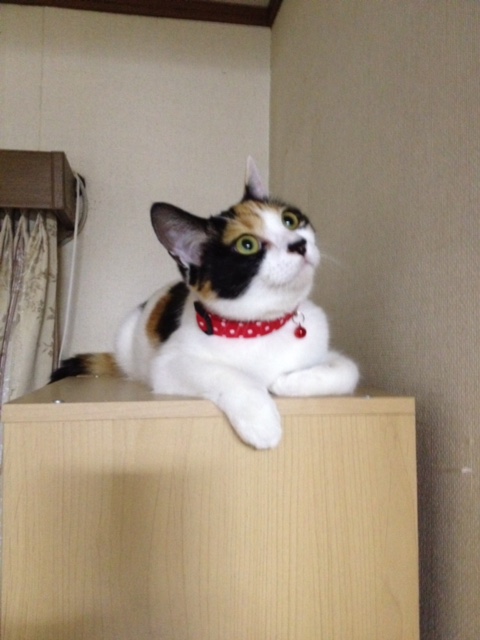 f:id:mahaashi:20210930230135j:plain